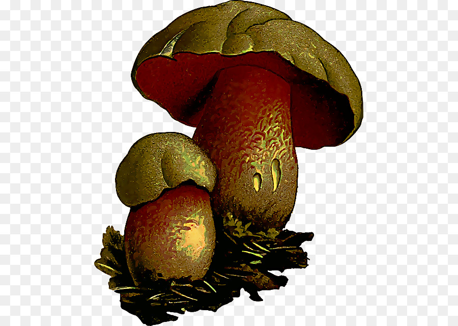 Bolete，Cogumelo PNG