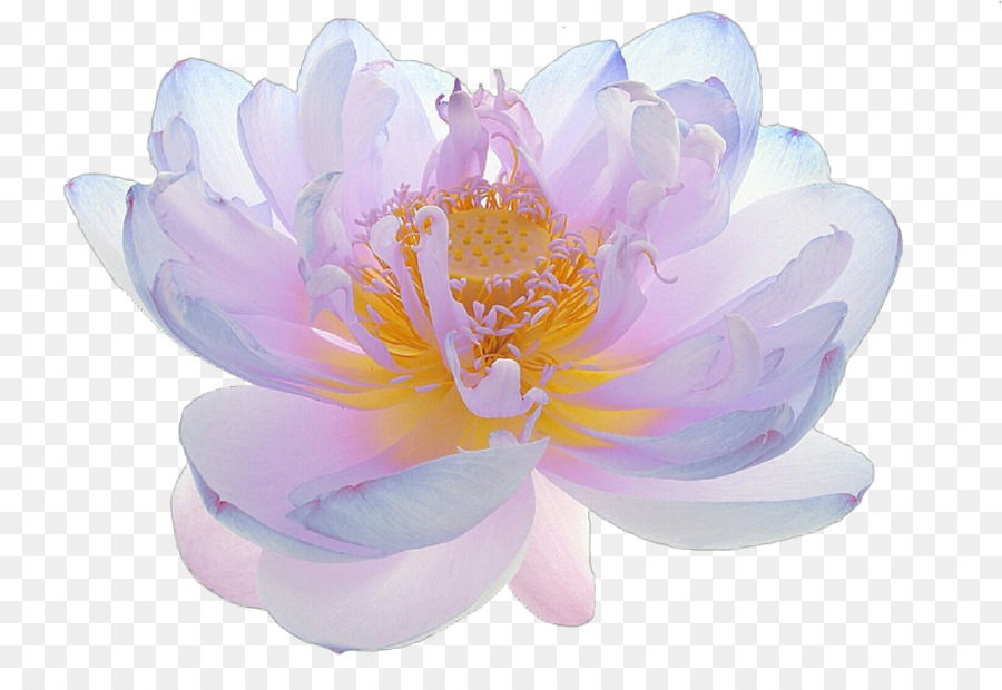 Flor De Lótus Roxa，Lótus PNG