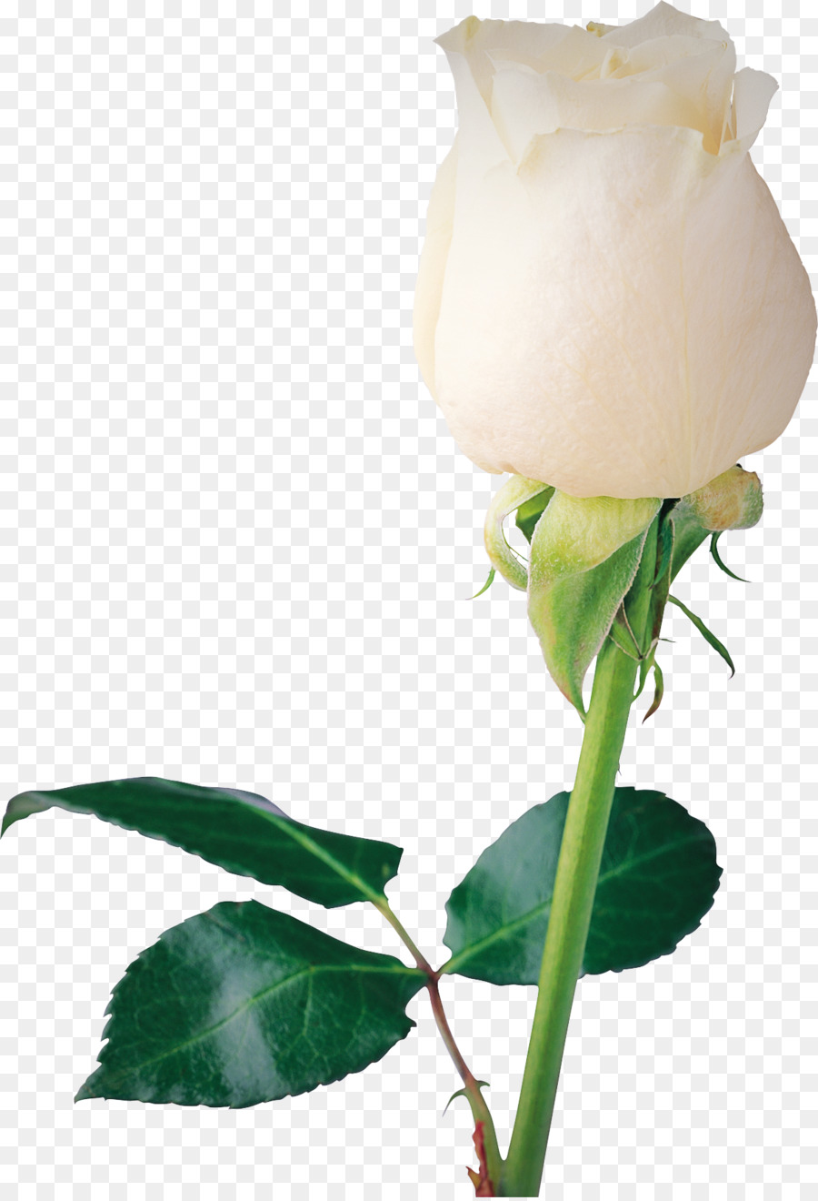 Rosa Branca，Tronco PNG