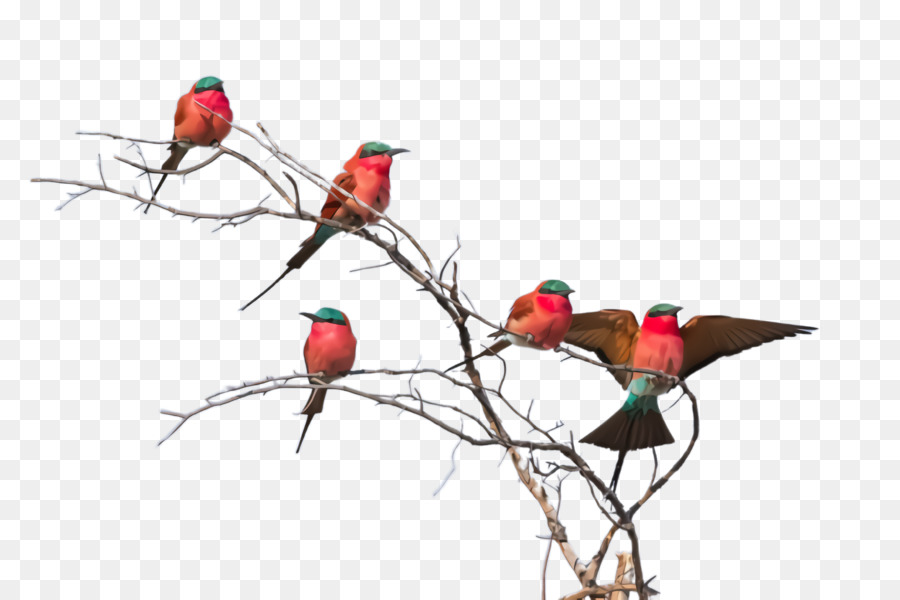 Aves，Ramo PNG