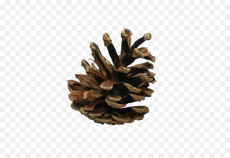 Pinha，Natureza PNG