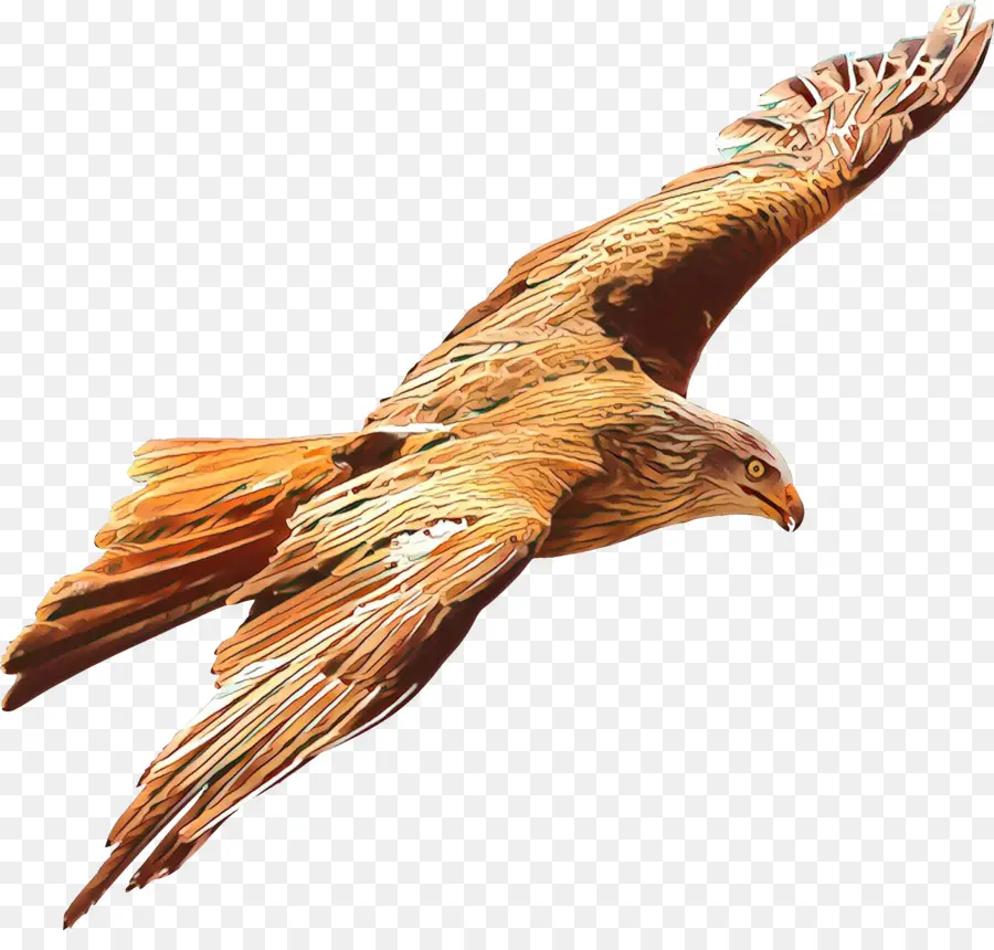 águia De Ouro，Aves PNG