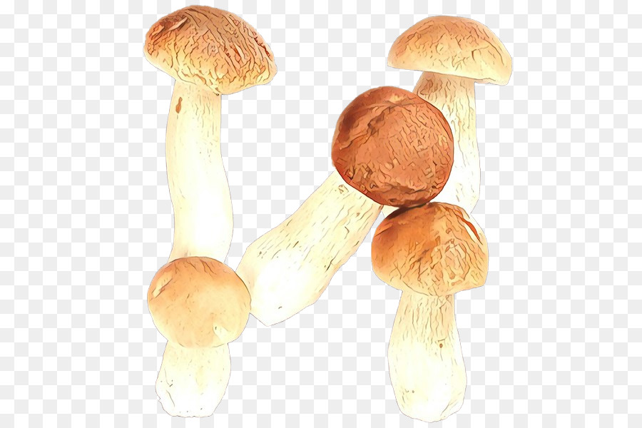 Cogumelo，Agaricaceae PNG