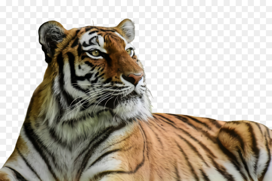 Tigre，A Vida Selvagem PNG