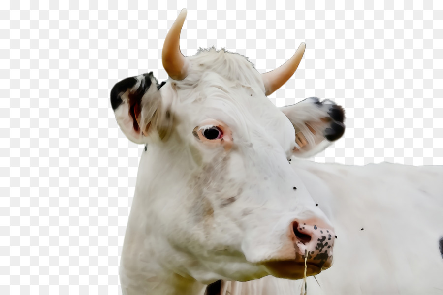 Bovinos，Vaca Leiteira PNG
