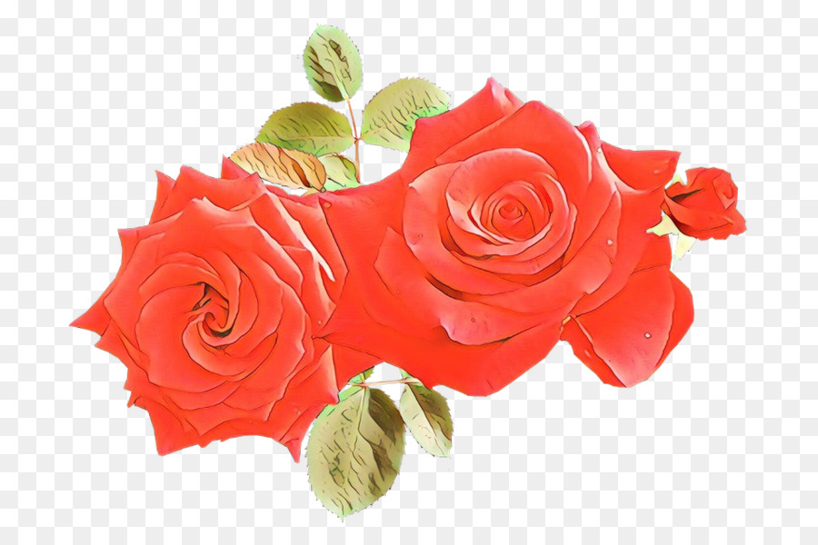 Rosa Vermelha，Florescer PNG