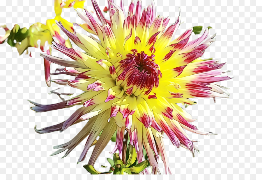 Flor，Florescer PNG