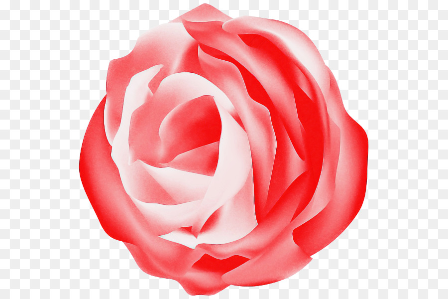 Rosas Do Jardim，Rosa PNG