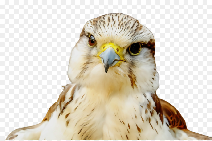 Aves，Bico PNG