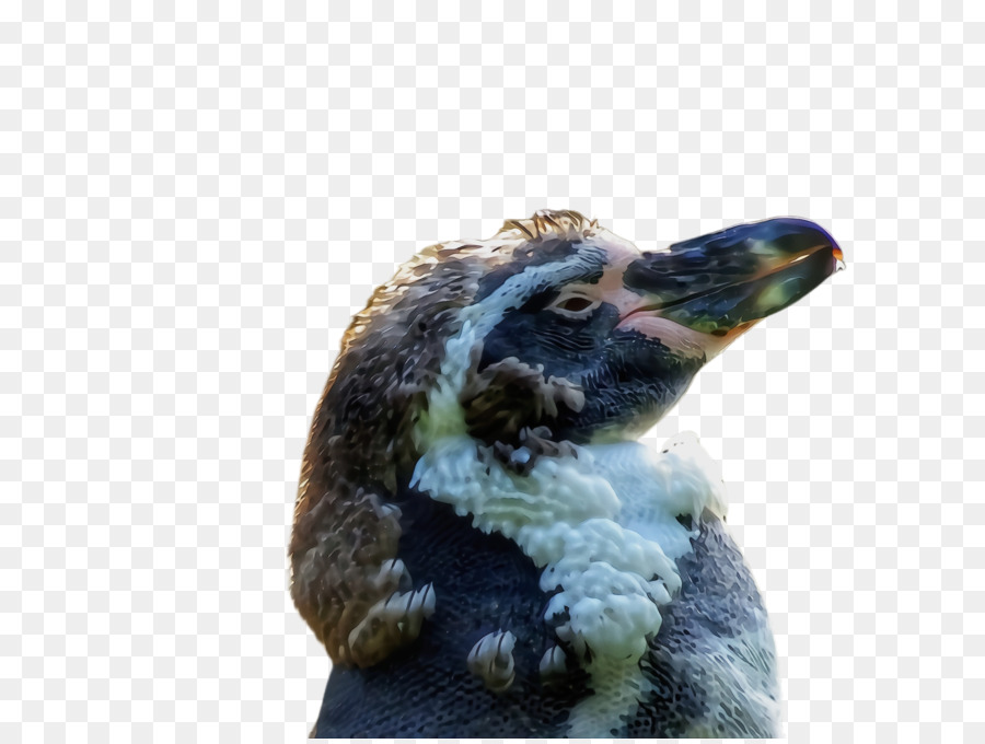 Urso，Marmot PNG