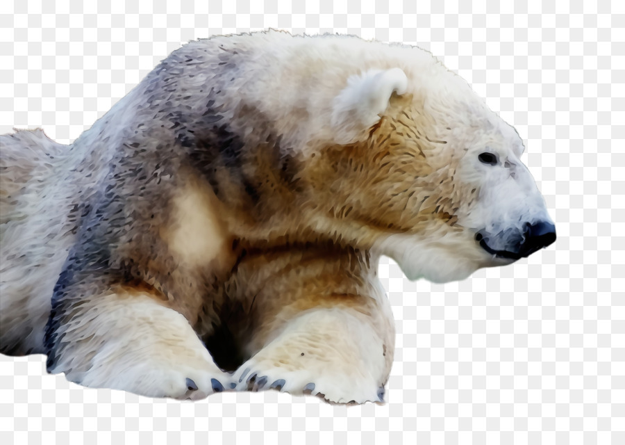 Urso Polar，Branco PNG