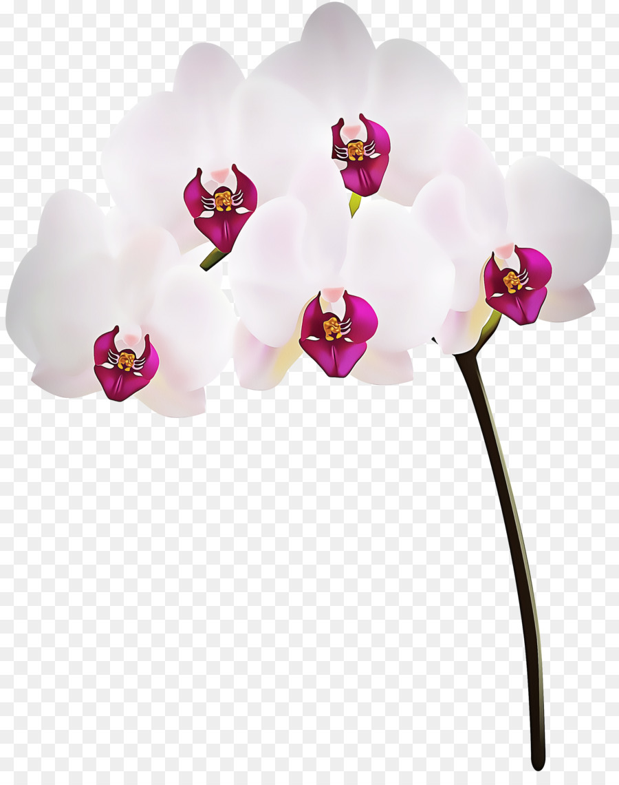 Moth Orquídea，Flor PNG