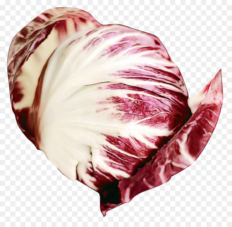 Rosa，Radicchio PNG