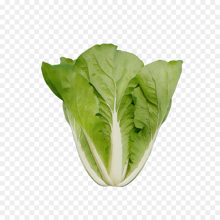 Vegetal De Folhas Verdes，Folha PNG