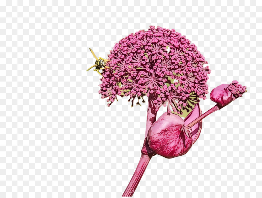 Flores De Corte，Flor PNG