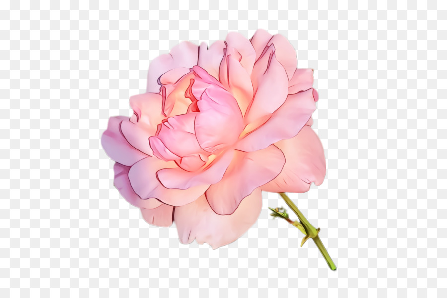 Flor Rosa，Tronco PNG