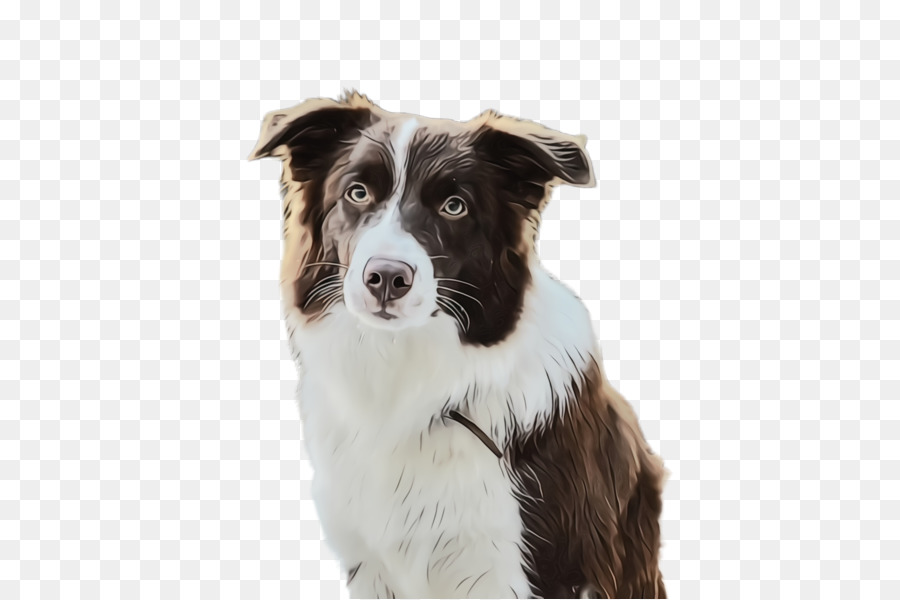 Cachorro，Raça De Cachorro PNG