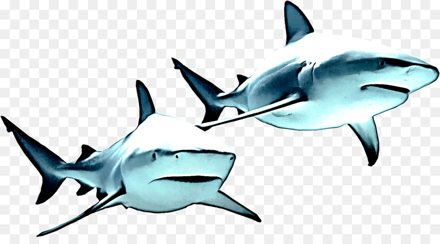 Peixe，Tubarão PNG