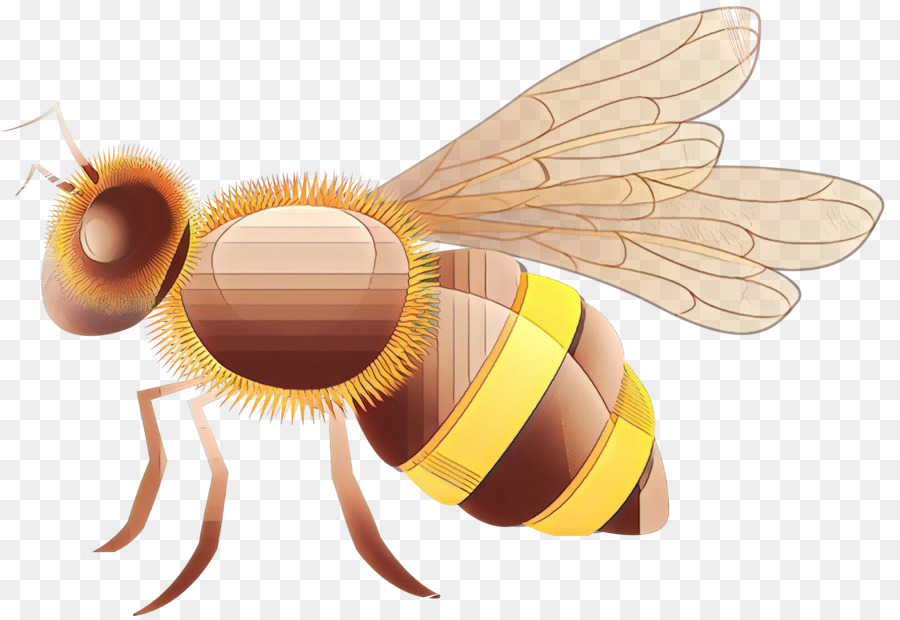 Inseto，Honeybee PNG