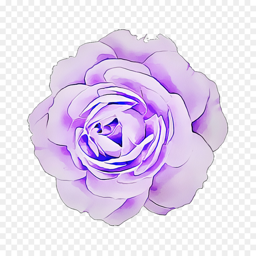 Rosa Roxa，Florescer PNG