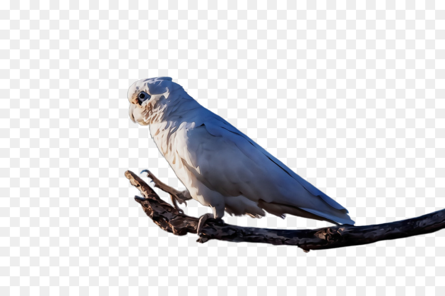 Aves，Bico PNG