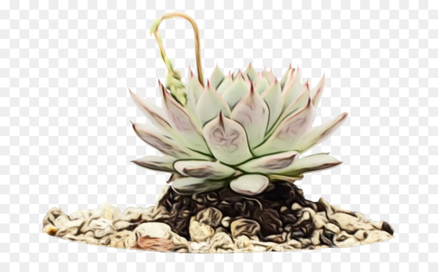 Echeveria，Planta PNG