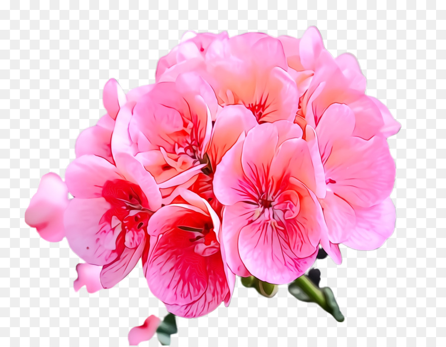 Flor Rosa，Florescer PNG