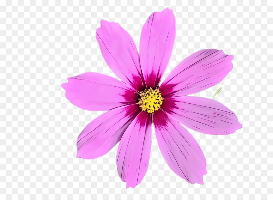 Flor Rosa，Florescer PNG