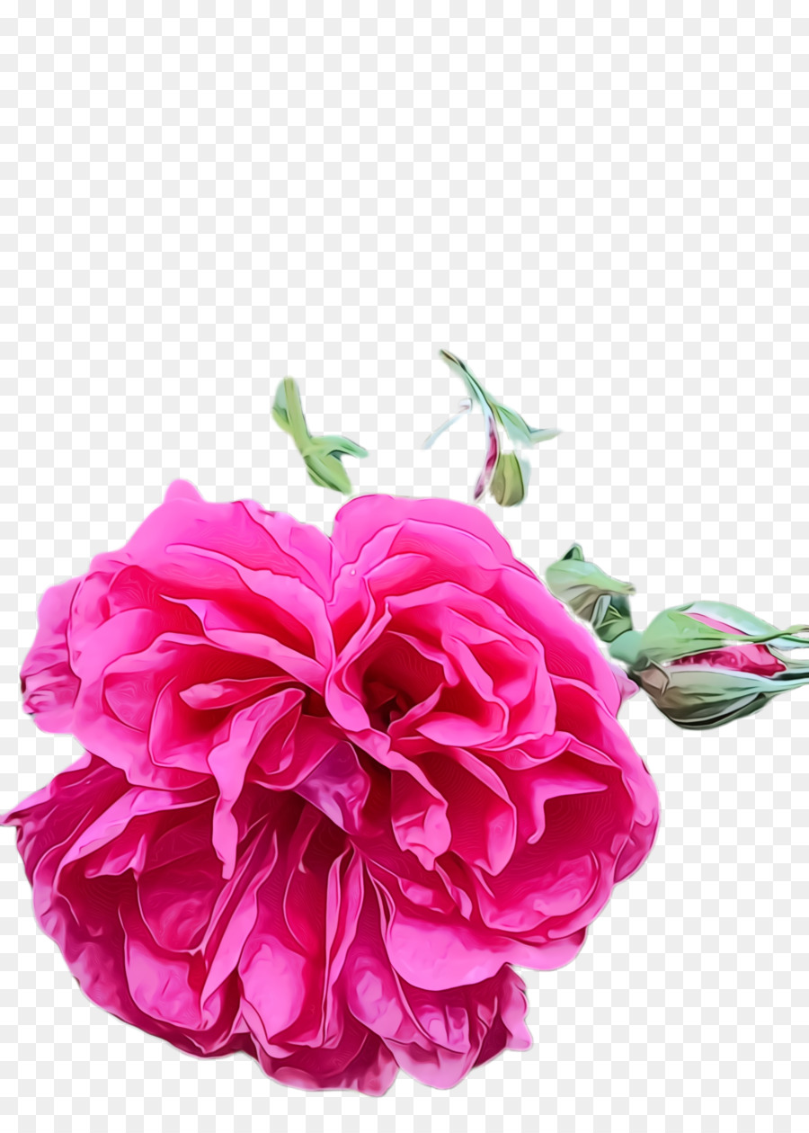 Rosa Rosa，Florescer PNG