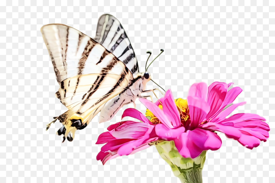 Mariposas E Borboletas，Borboleta PNG