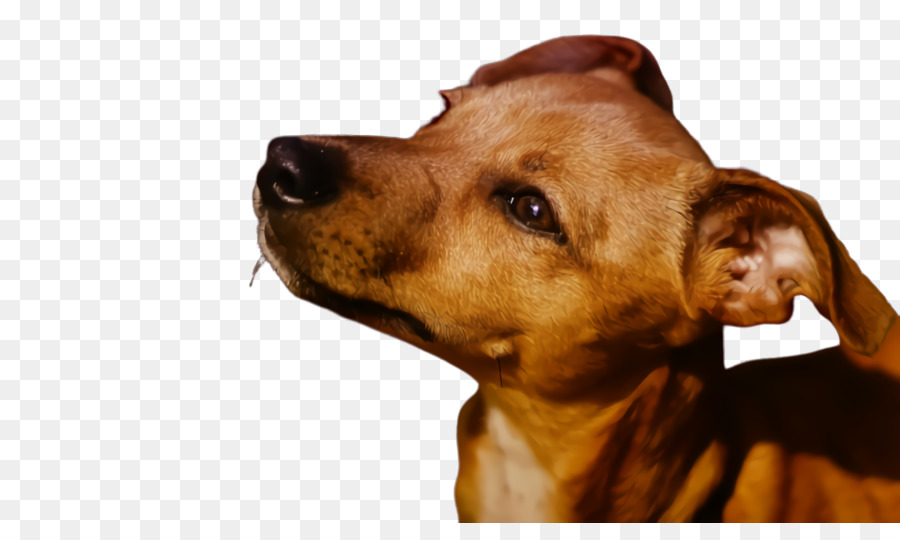 Raça Do Cão，Cachorro PNG