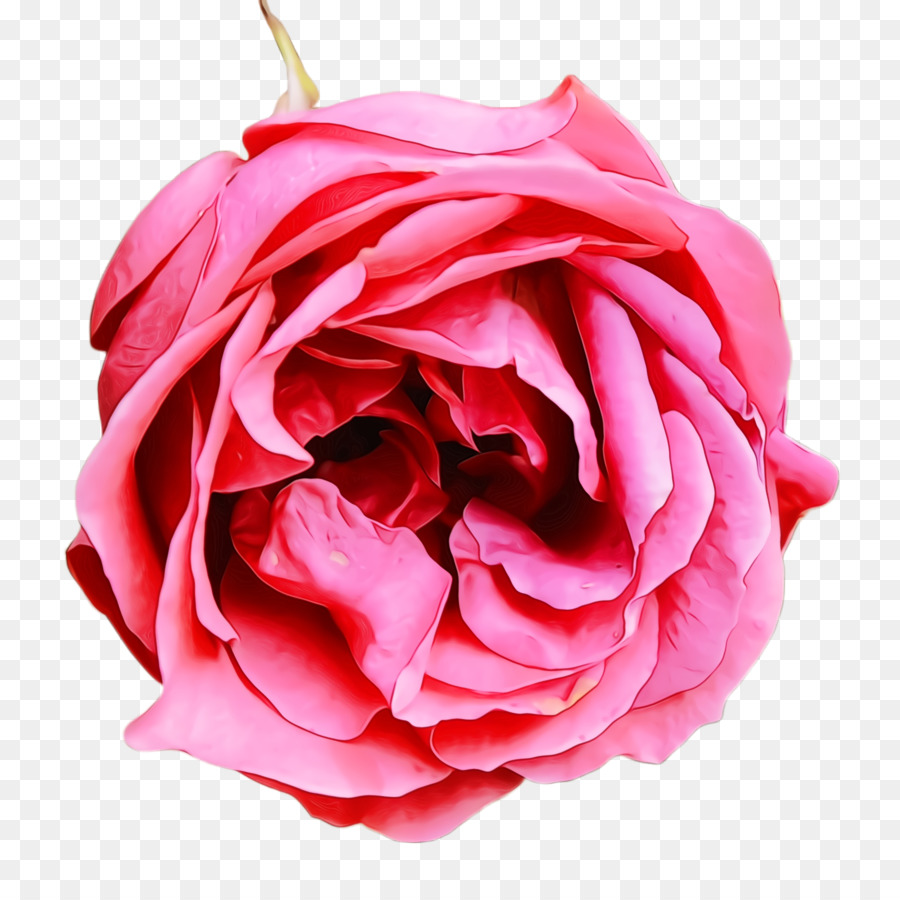 Rosas Do Jardim，Rosa PNG