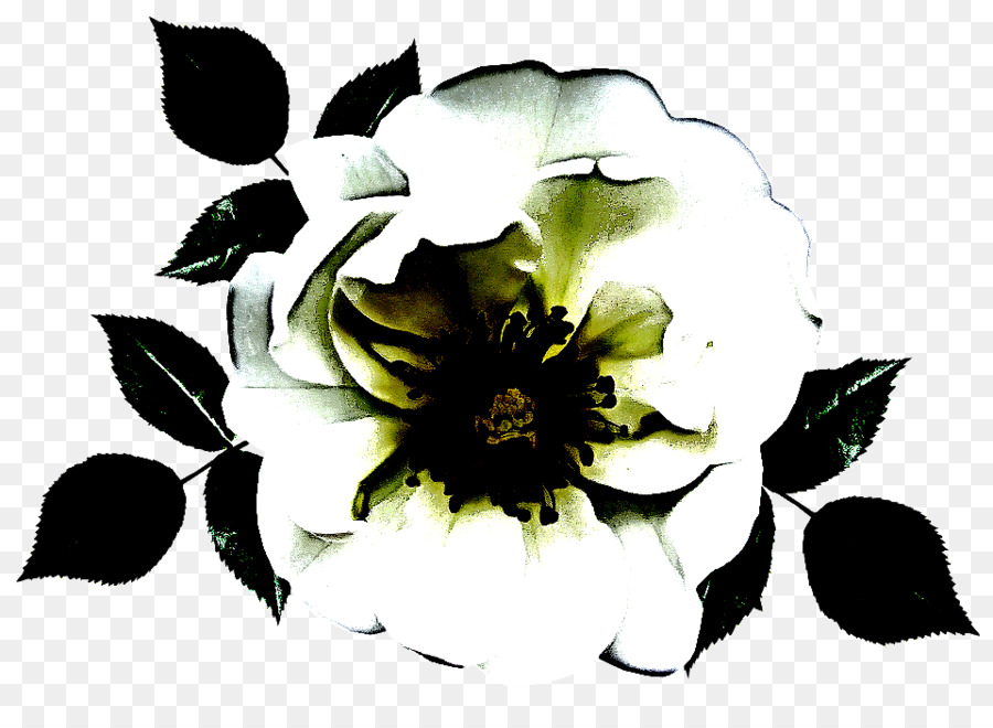 Flor，Preto E Branco PNG