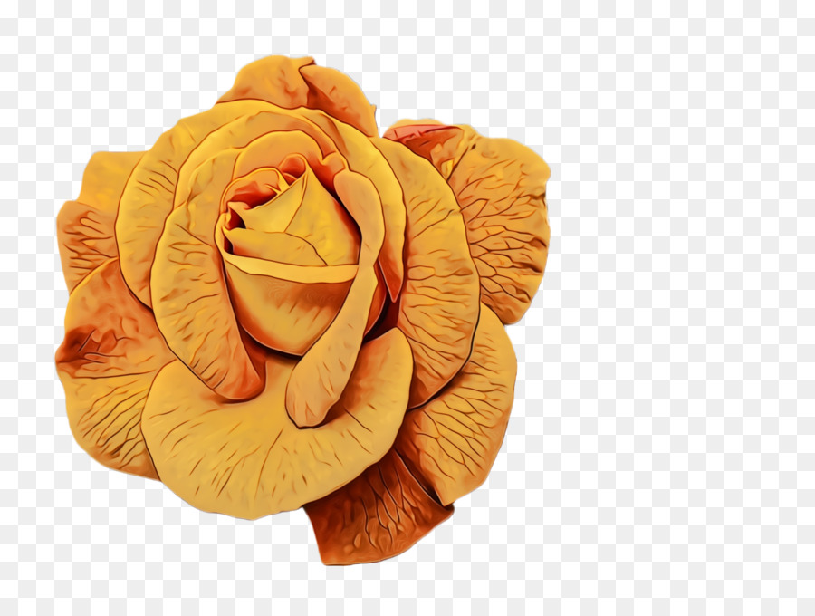 Flor Seca，Branco PNG