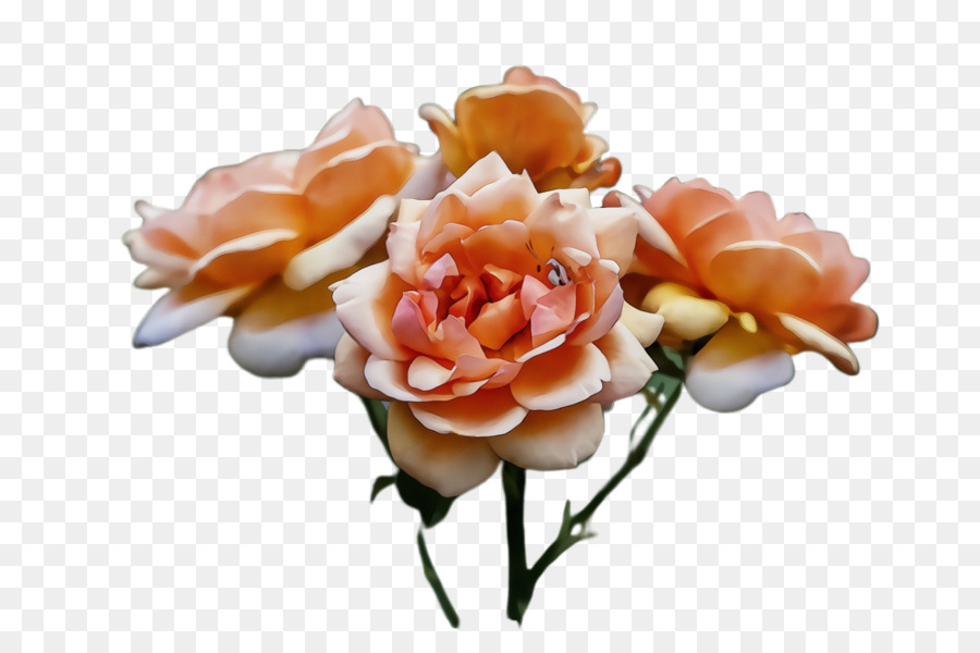 Flores Brancas，Florescer PNG