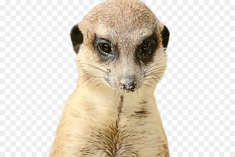 Meerkat，Mangusto PNG