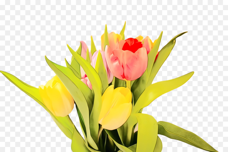 Tulipas Amarelas，Tulipas PNG