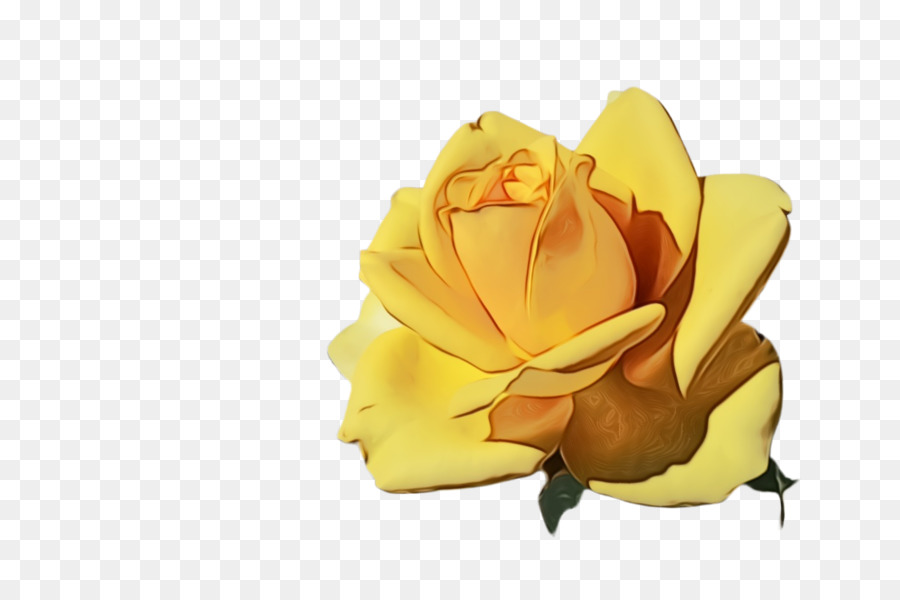 Flores Brancas，Florescer PNG