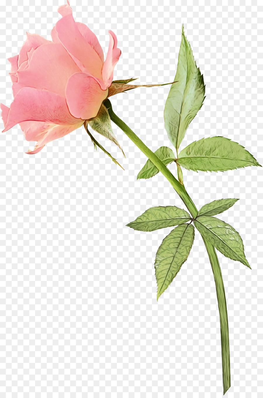 Rosa Rosa，Florescer PNG