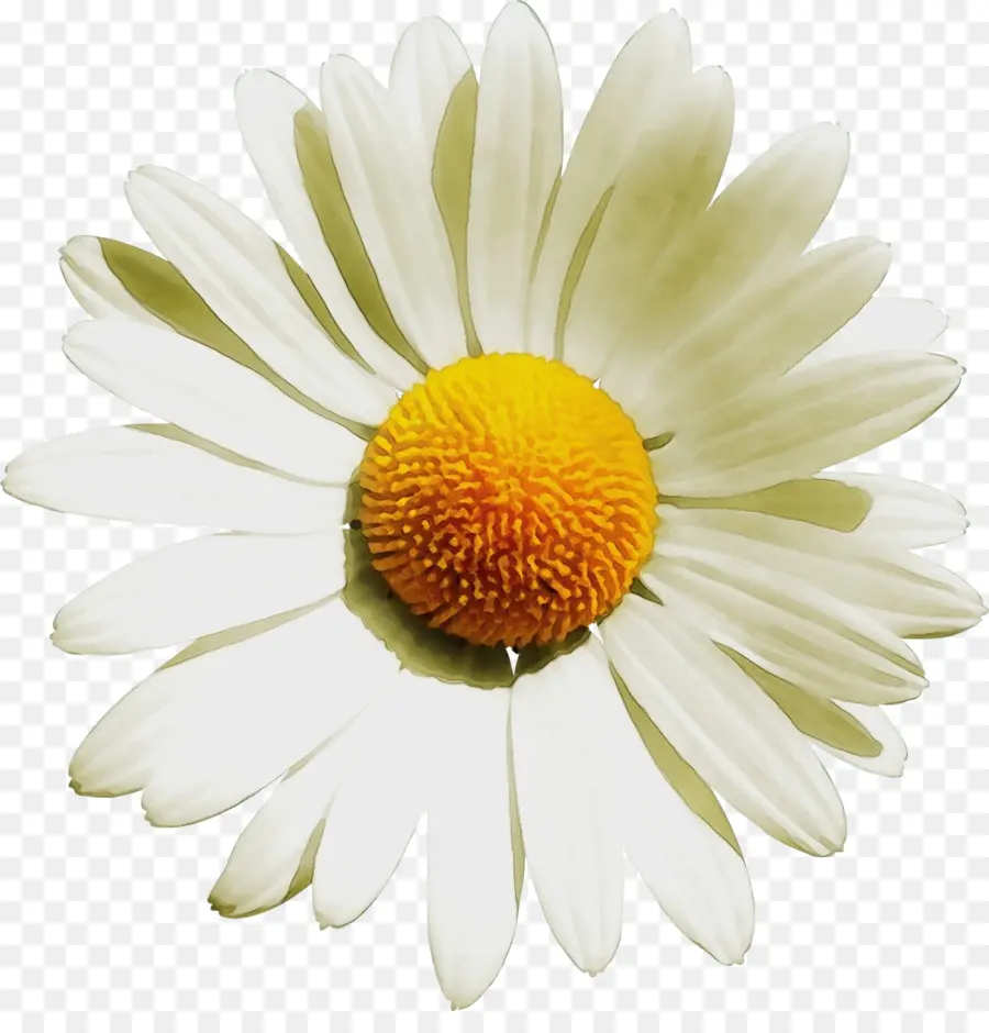 Flor，Mayweed PNG