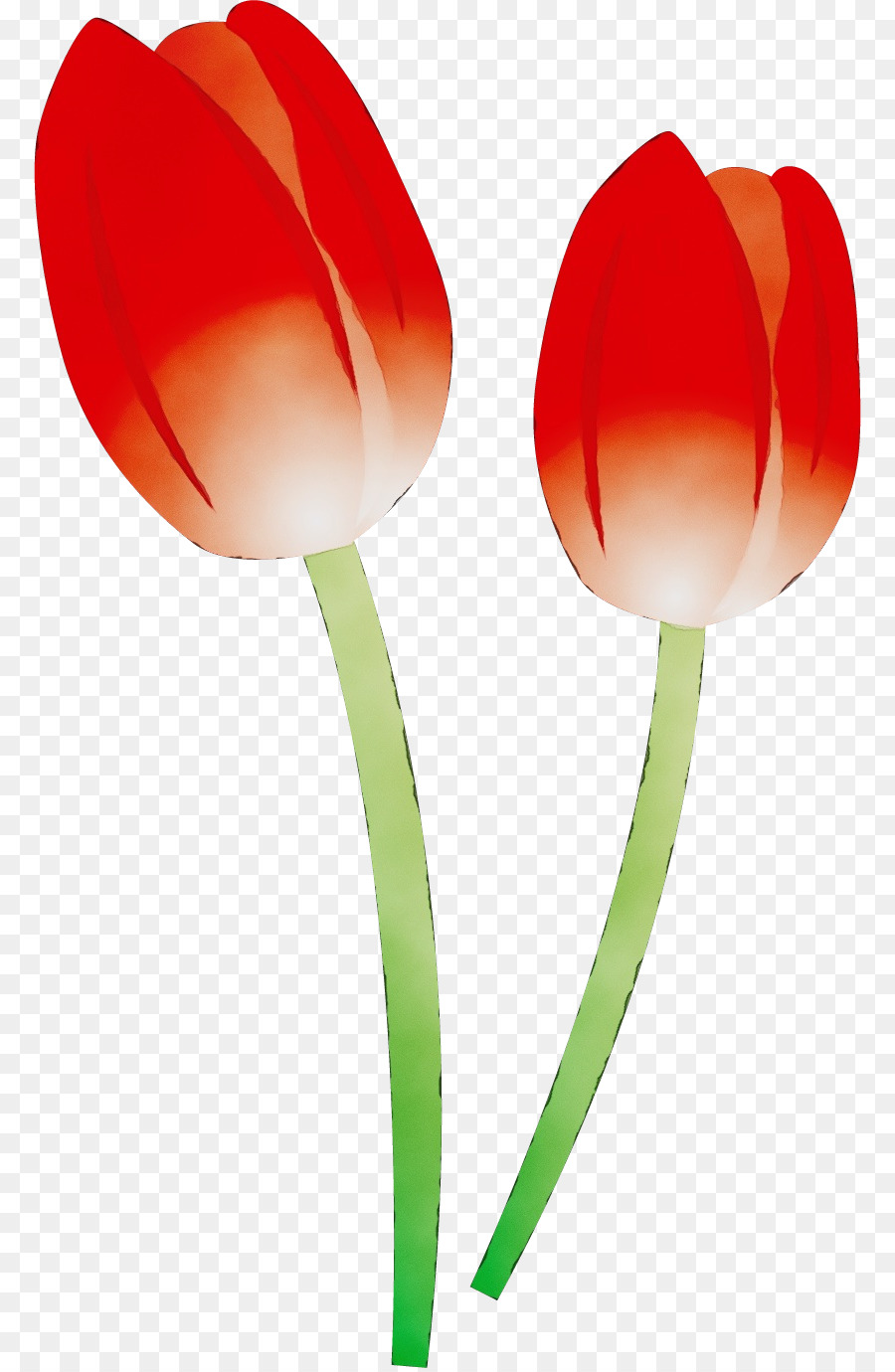 Tulipa，Flor PNG