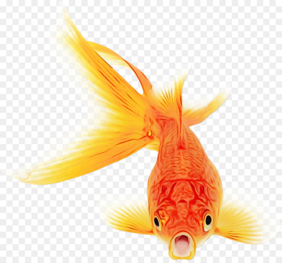 Peixe Dourado，Peixe PNG