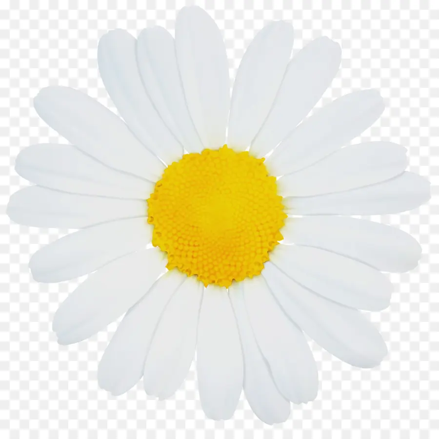 Mayweed，Flor PNG