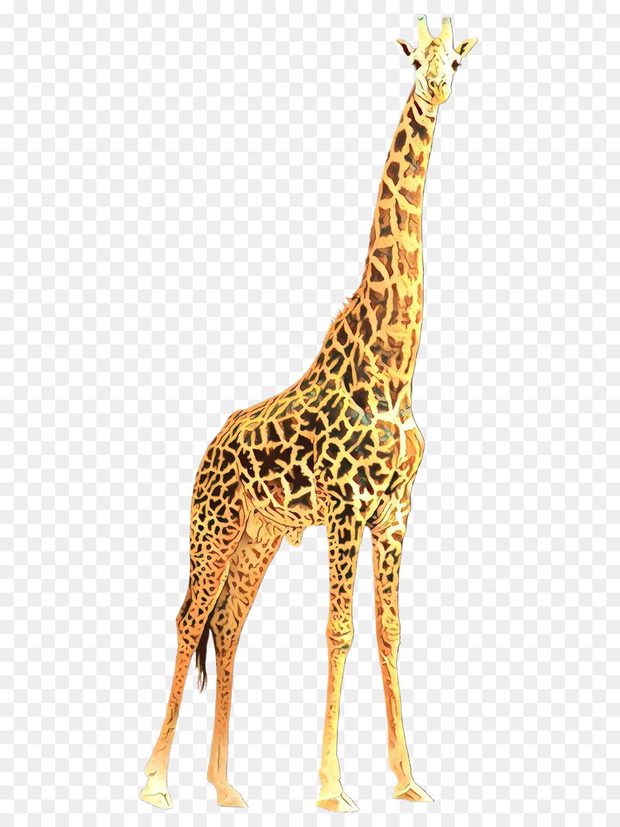 Girafa，Giraffidae PNG