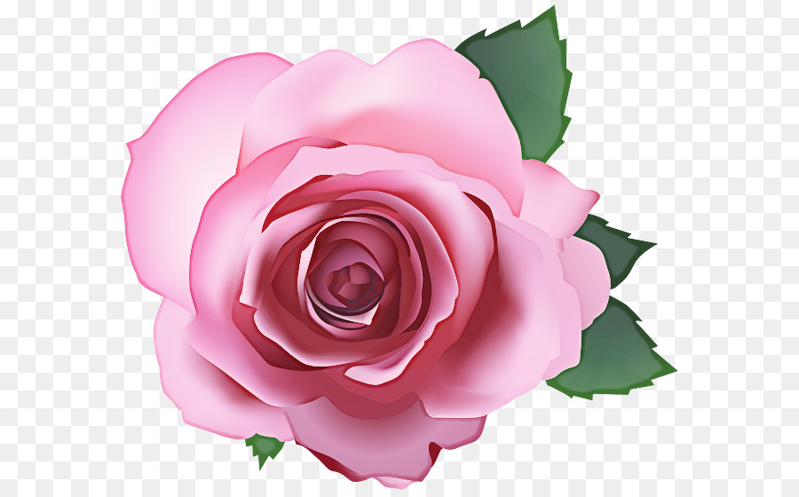 Rosa Pêssego，Florescer PNG