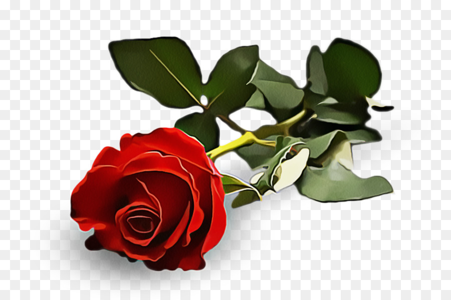 Rosa Vermelha，Florescer PNG