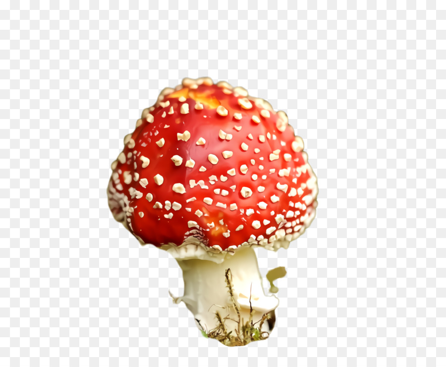 Agaric，Fungo PNG