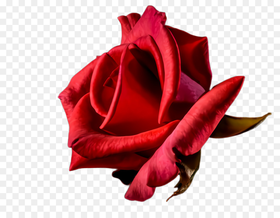 Rosas Vermelhas，Florescer PNG