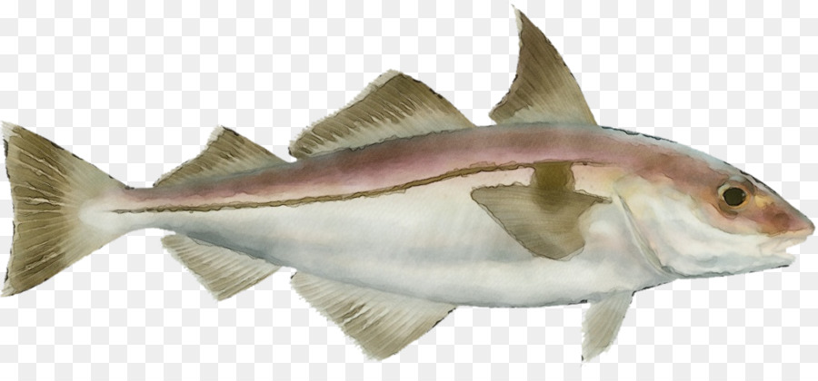 Peixe，Produtos De Peixe PNG