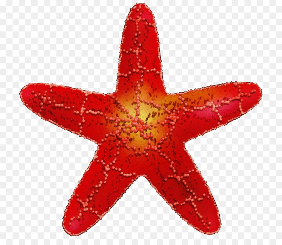 Estrela Do Mar，Vermelho PNG